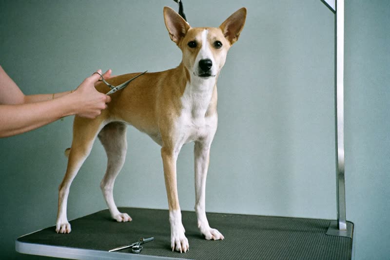 A dog being scissor-trimmed on a grooming table