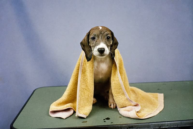 A freshly bathed puppy wrapped in a towel