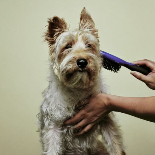 A terrier being blow-dried and brushed out