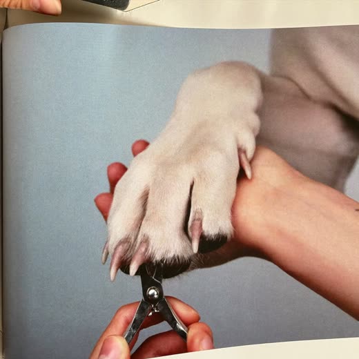 A dog's paw having its nails clipped