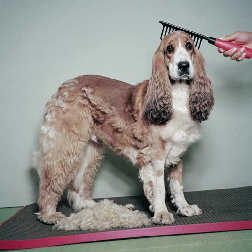 A thick-coated dog being de-shedded with a grooming rake